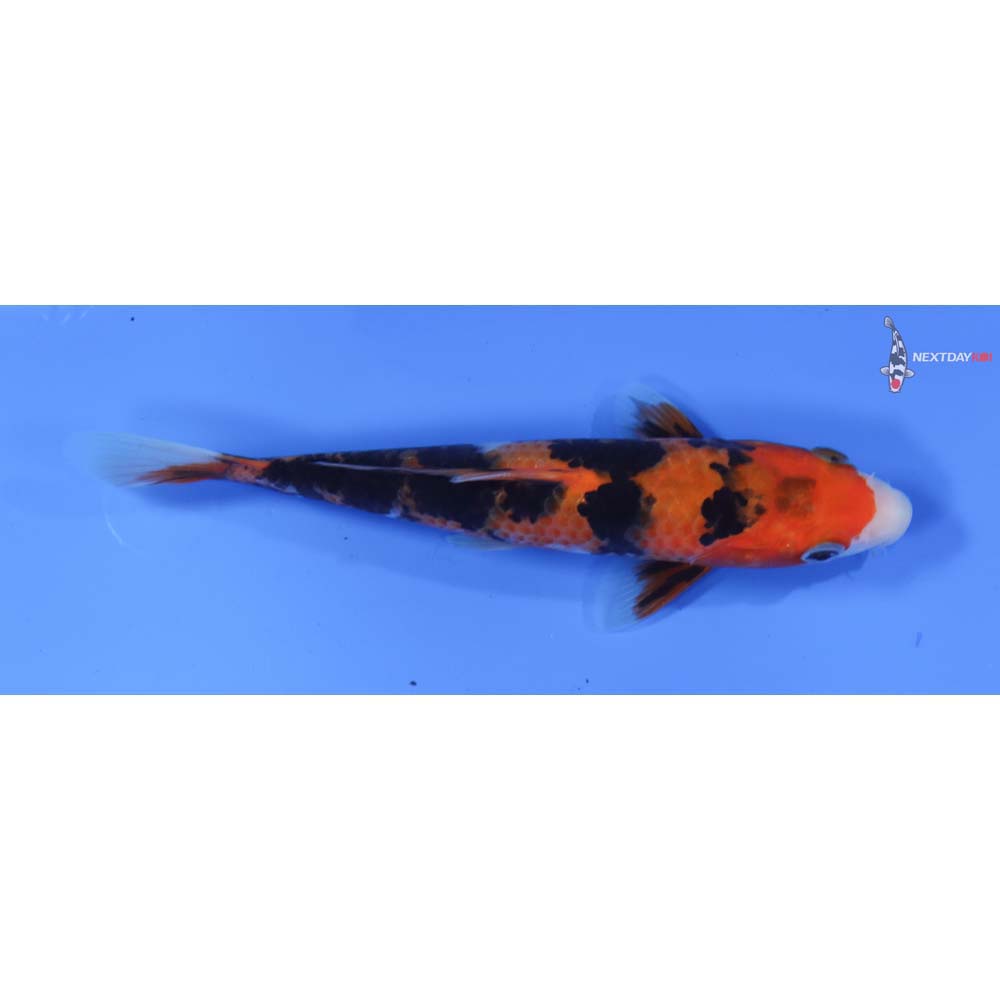 6.5” Imported Sanke