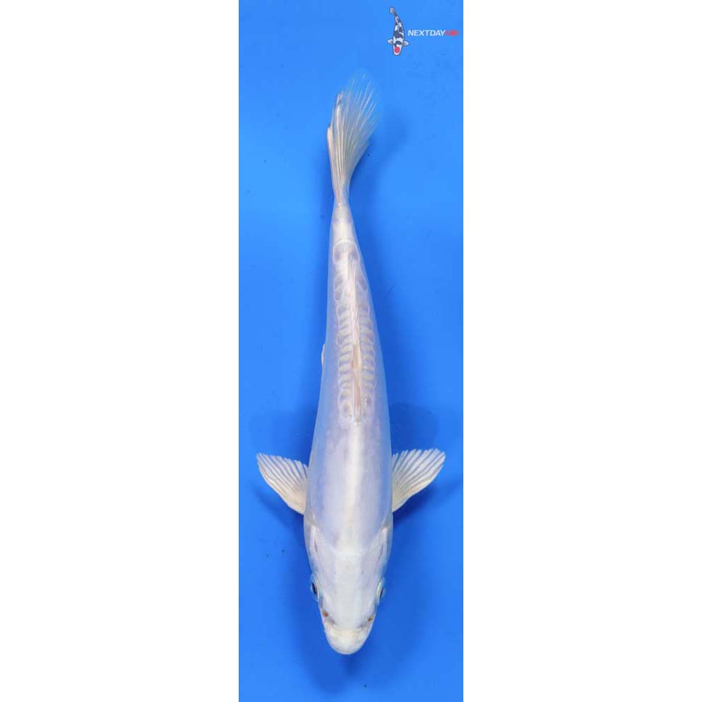 6.5” Imported Doitsu Platinum Ogon