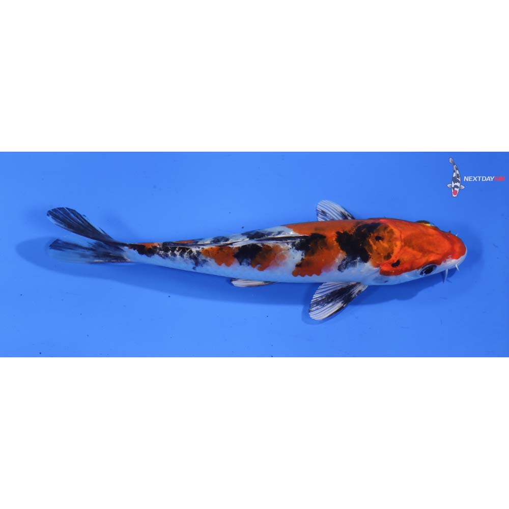 6.5” Imported Sanke