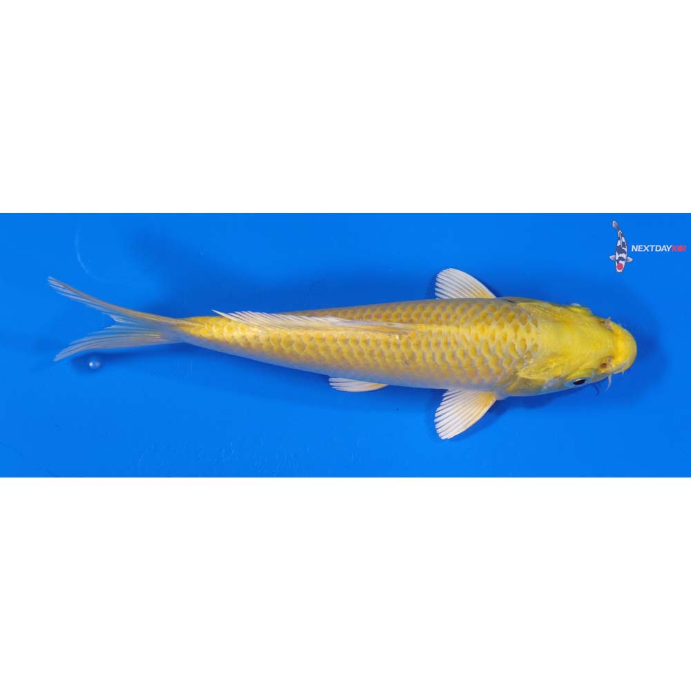 6.5” Imported Yamabuki Ogon