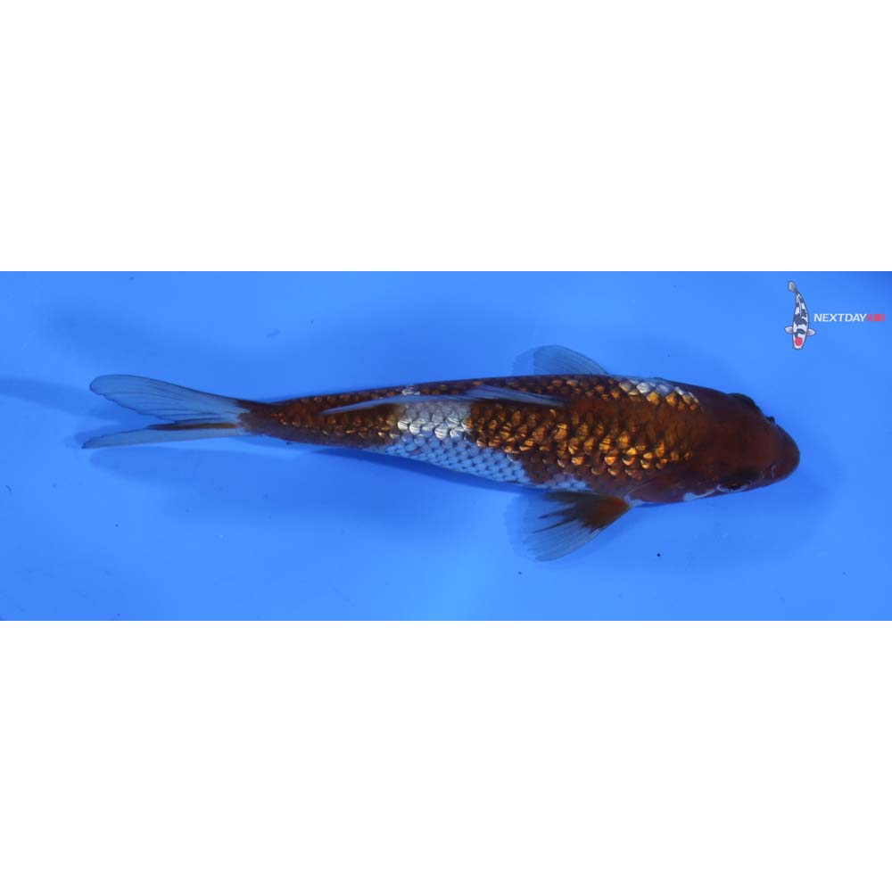 6” Imported Gin Rin Ochiba Shigure
