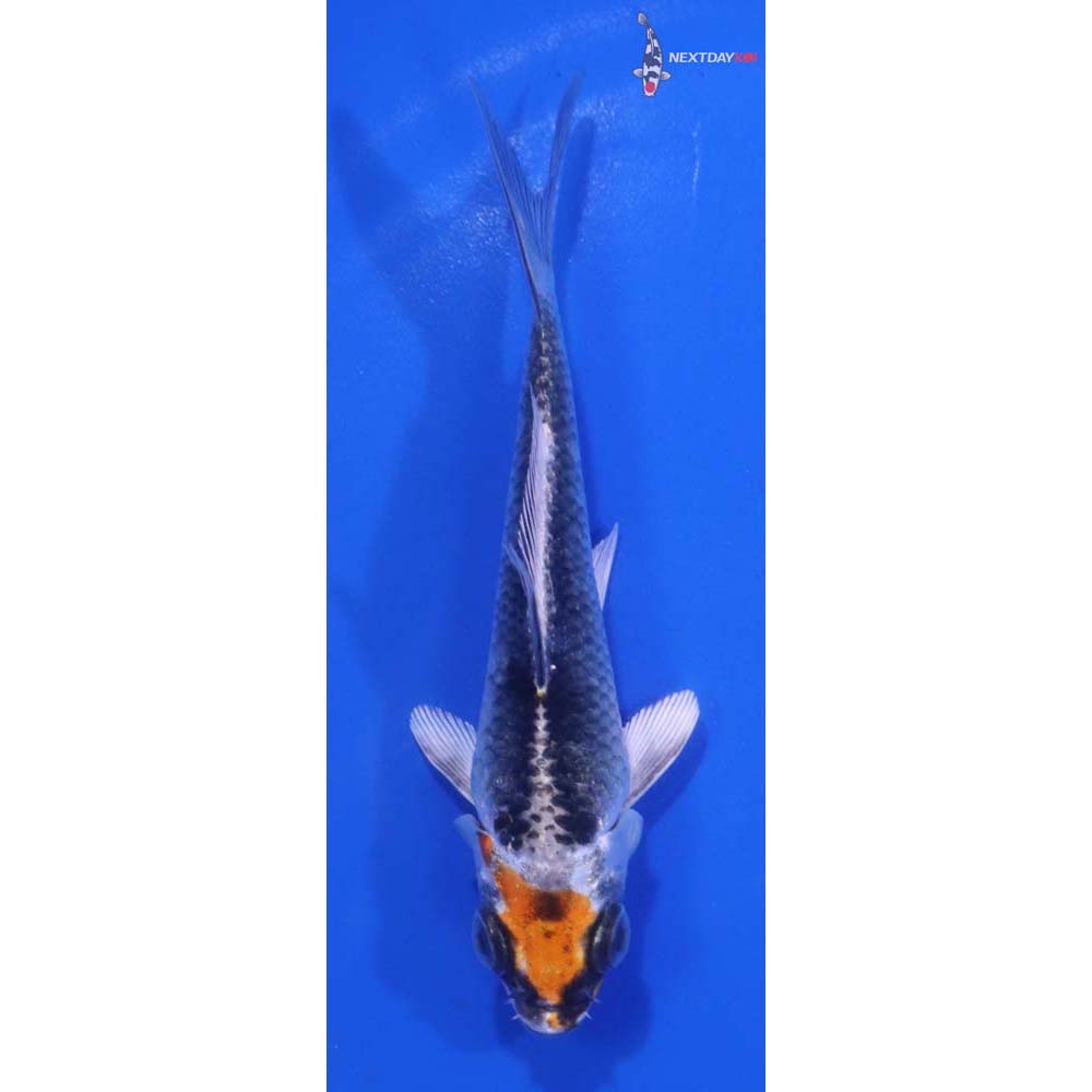 4.5” Imported Kujaku