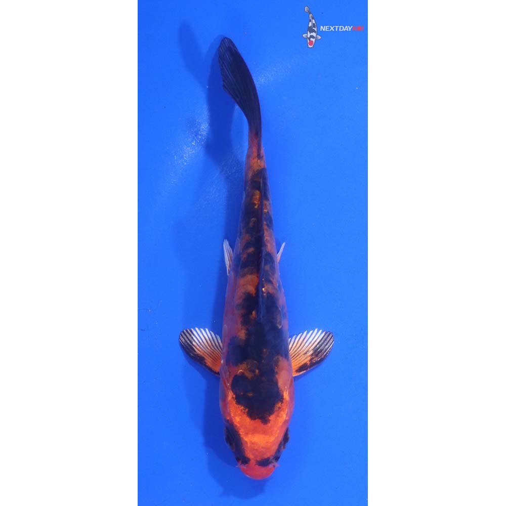 4.5” Imported Doitsu Kin Aka Bekko