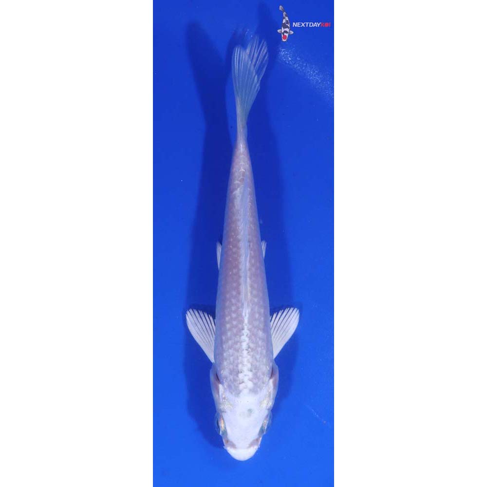 4” Imported Platinum Ogon