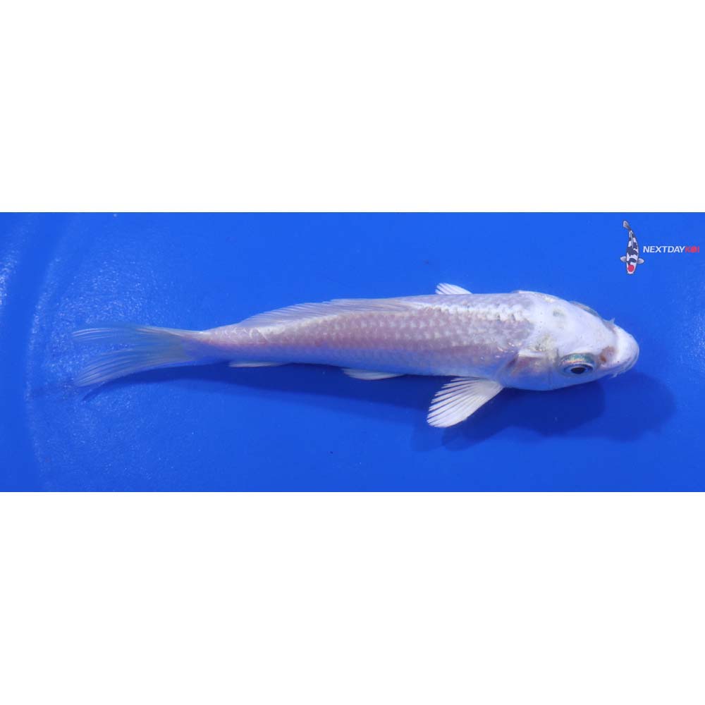 4” Imported Platinum Ogon
