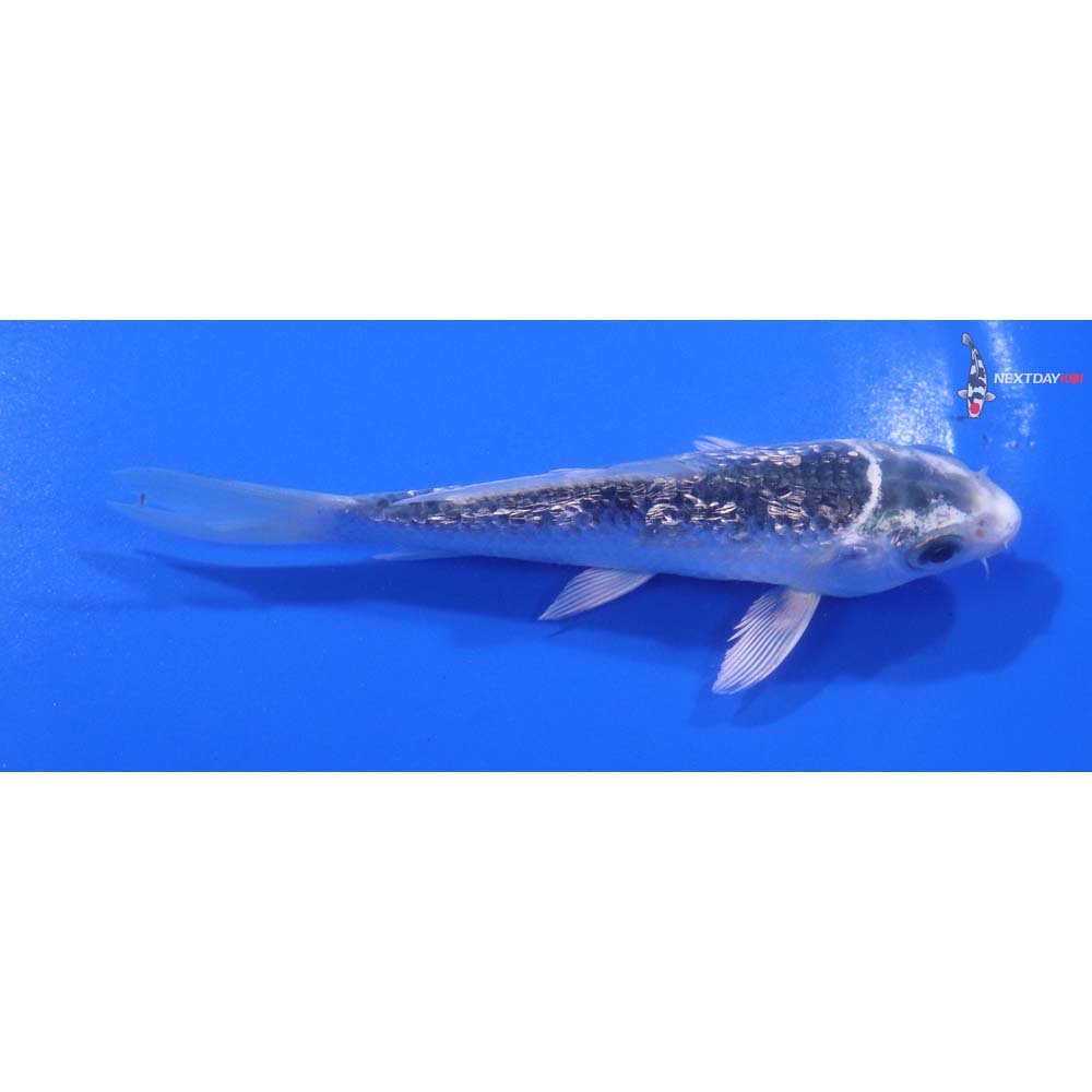 4.5” Imported Gin Rin Gin Matsuba