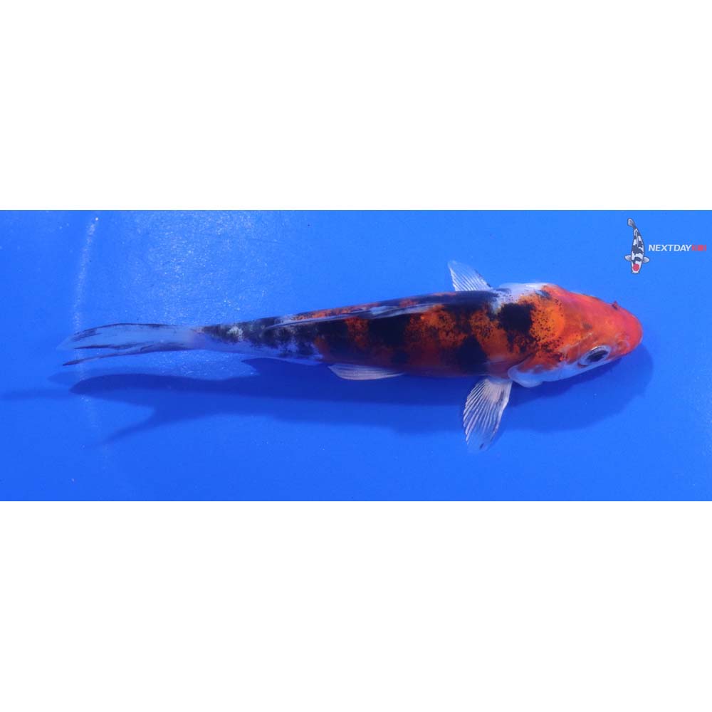 4.5” Imported Heisei Nishiki