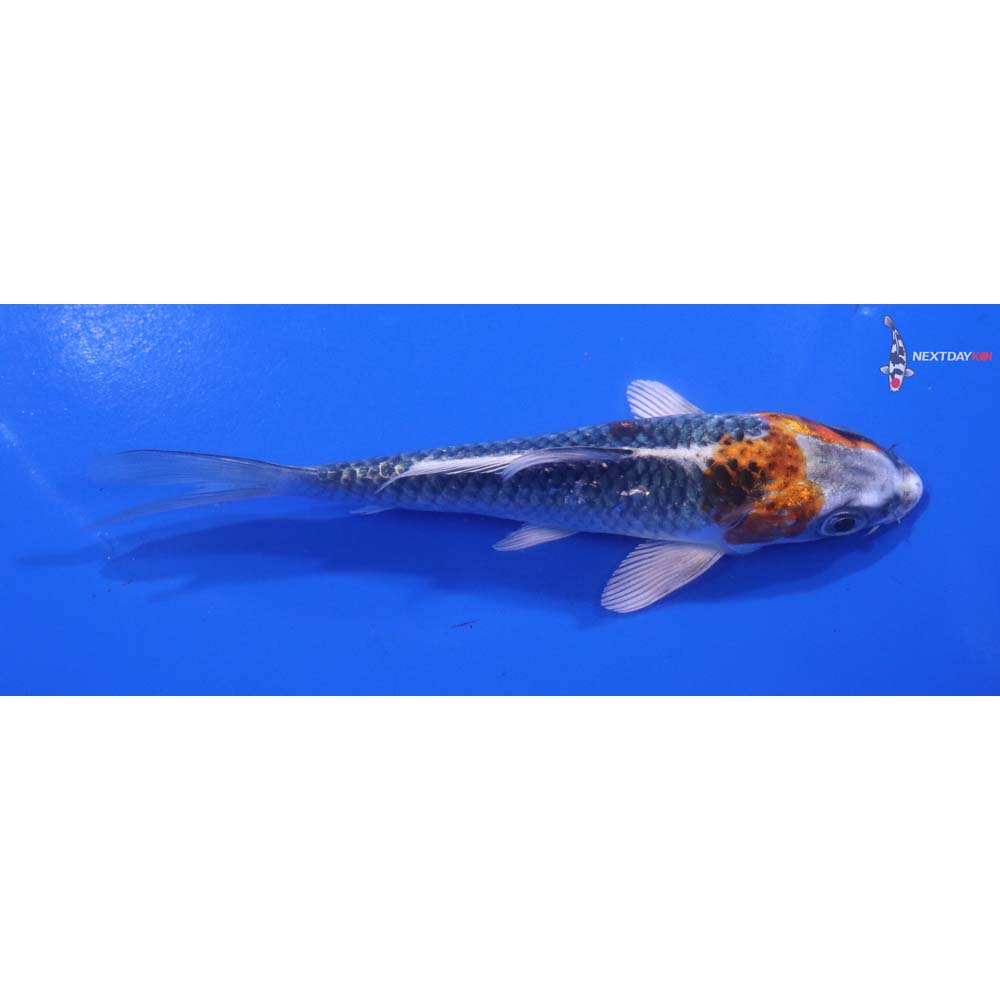 5” Imported Kujaku