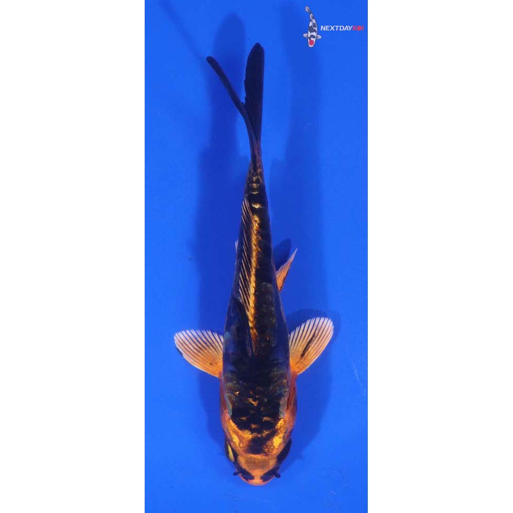 4.5” Imported Kin Kikokuryu