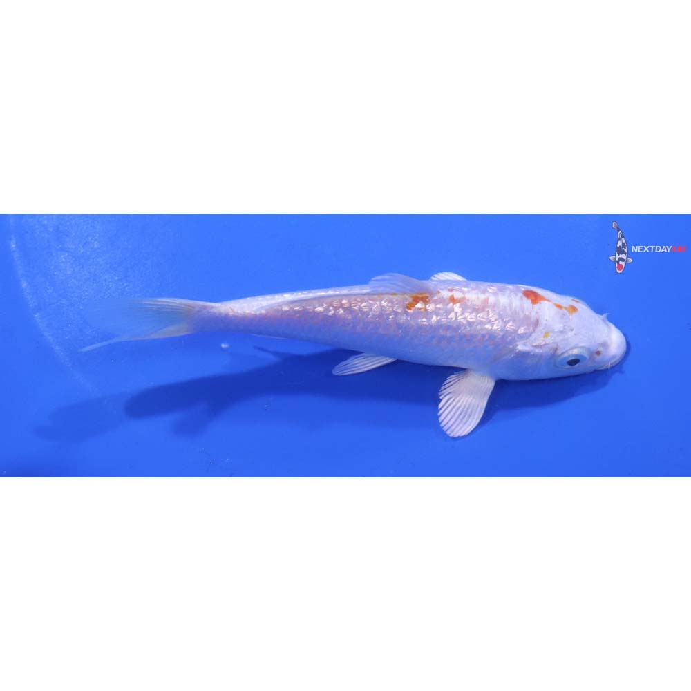 5” Imported Gin Rin Hariwake