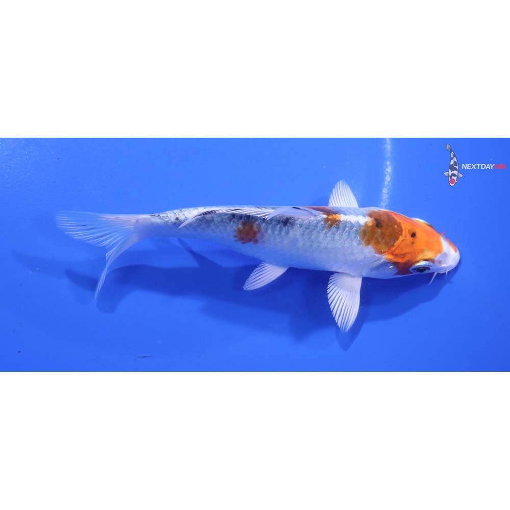 5” Imported Yamato Nishiki