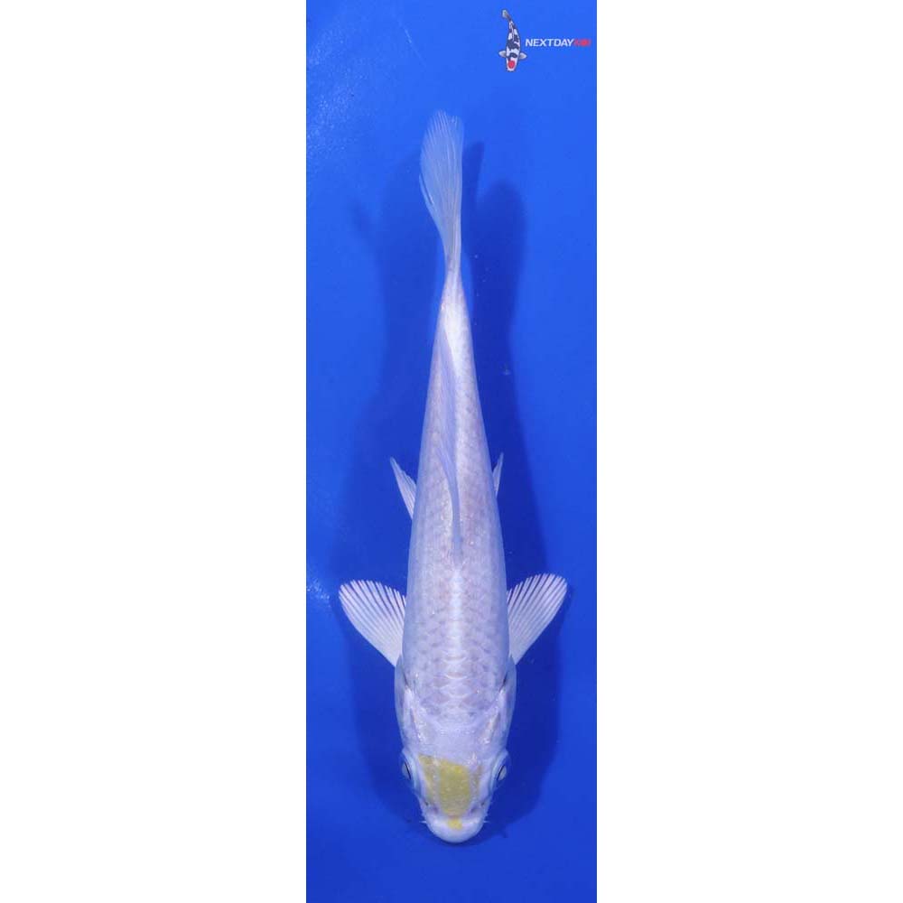 5” Imported Lemon Hariwake