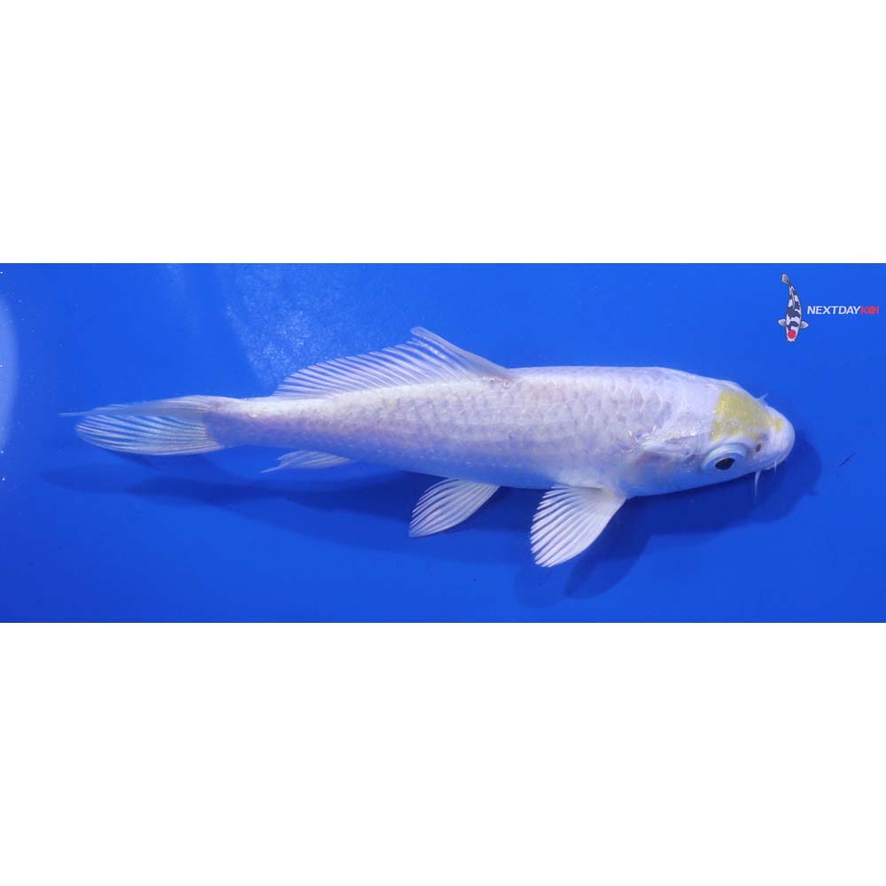 5” Imported Lemon Hariwake