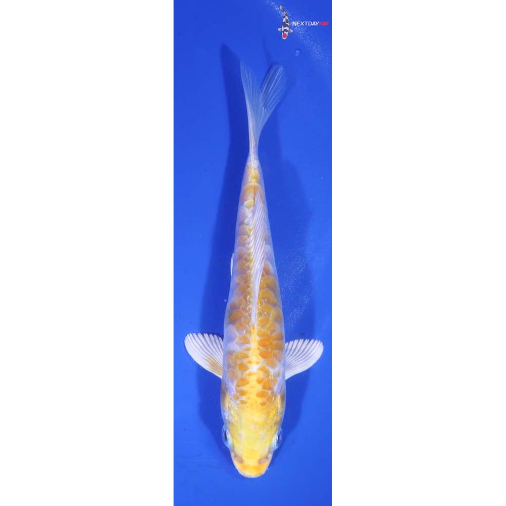 5” Imported Armor Scaled Lemon Hariwake