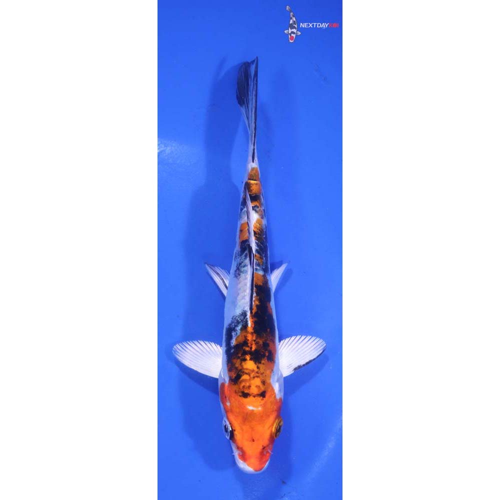 5.5” Imported Heisei Nishiki