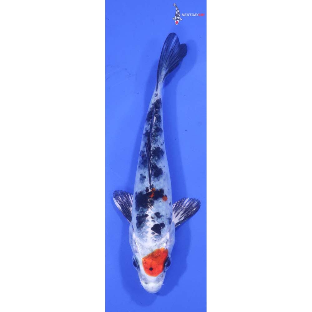 6” Imported Yamato Nishiki