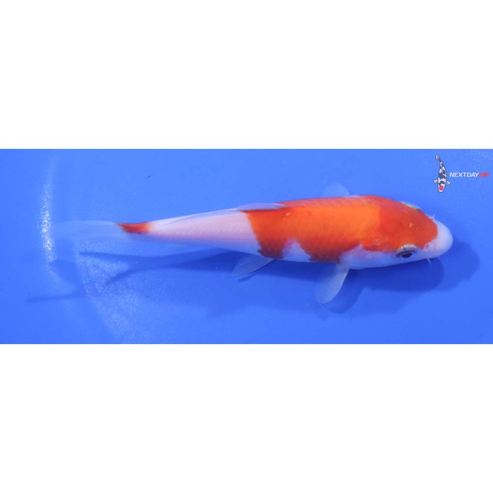 6” Imported Kohaku