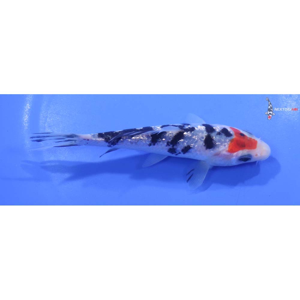 5” Imported Gin Rin Sanke