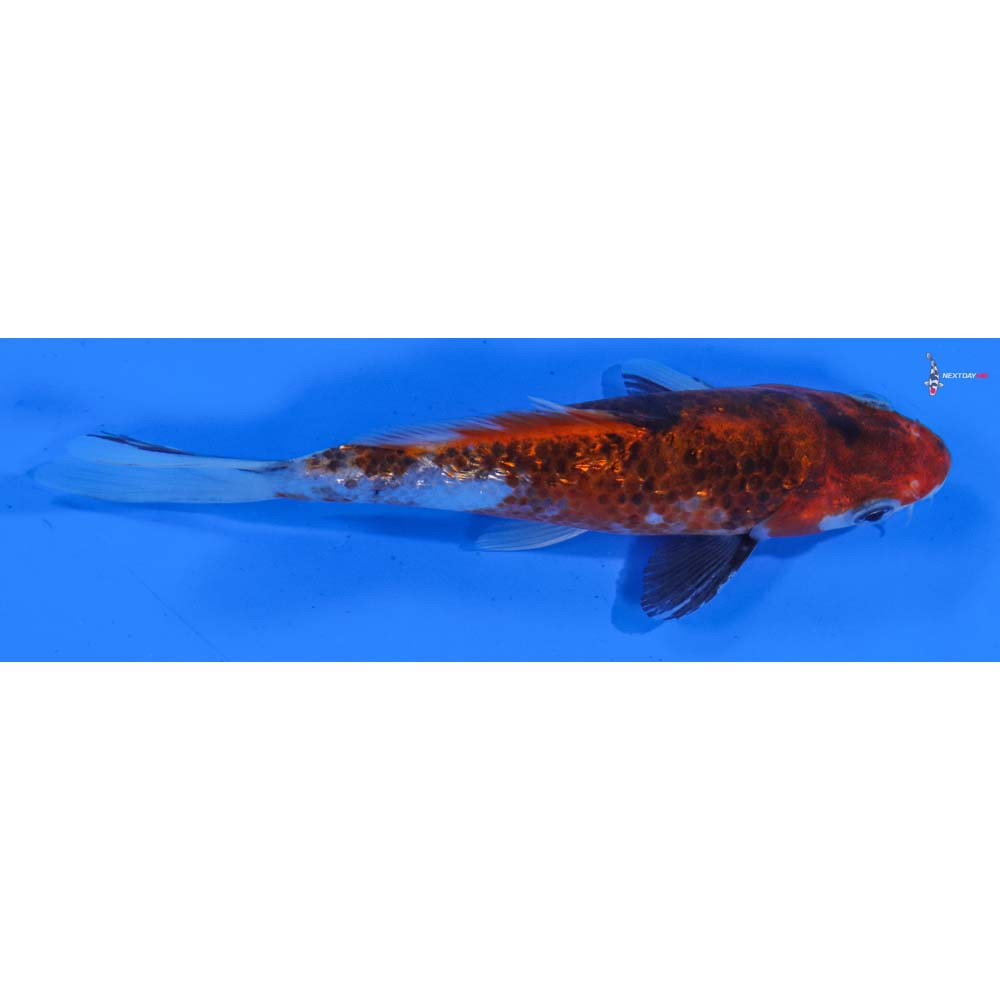 5.5” Imported Gin Rin Goromo