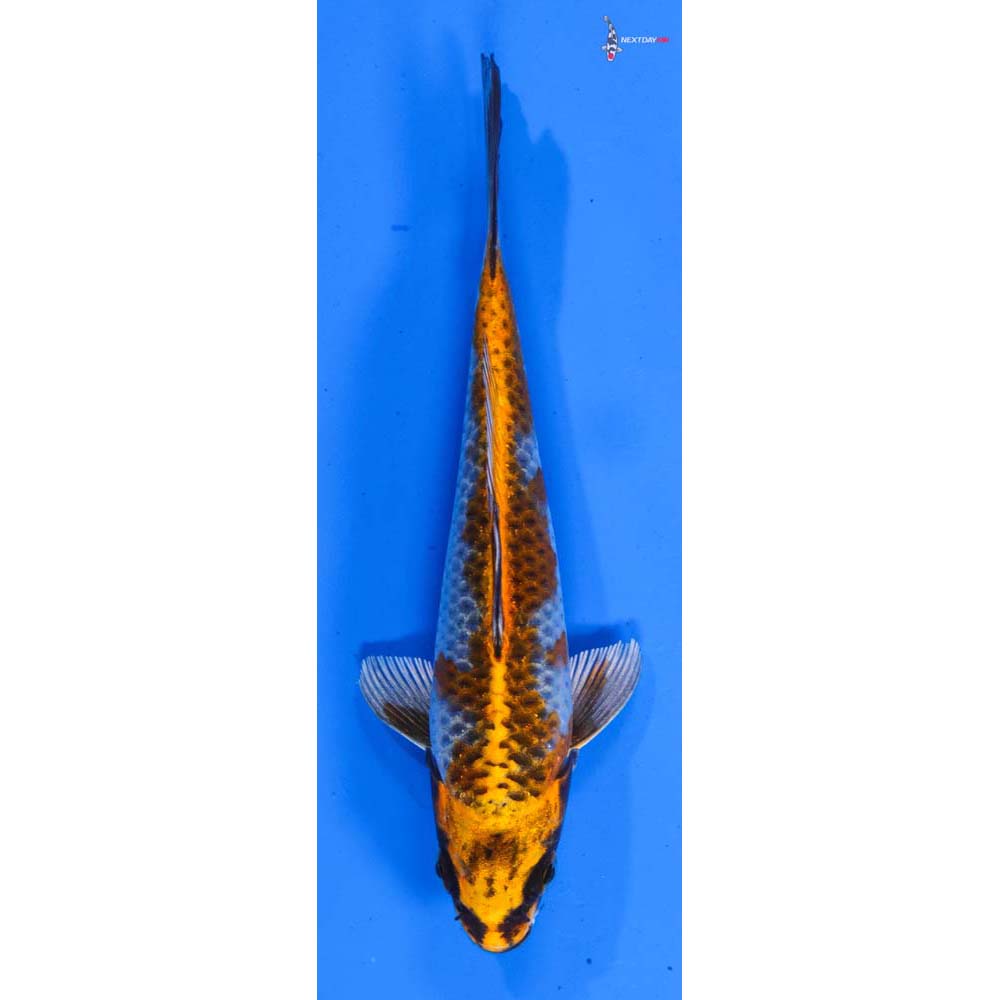 6” Imported Kujaku