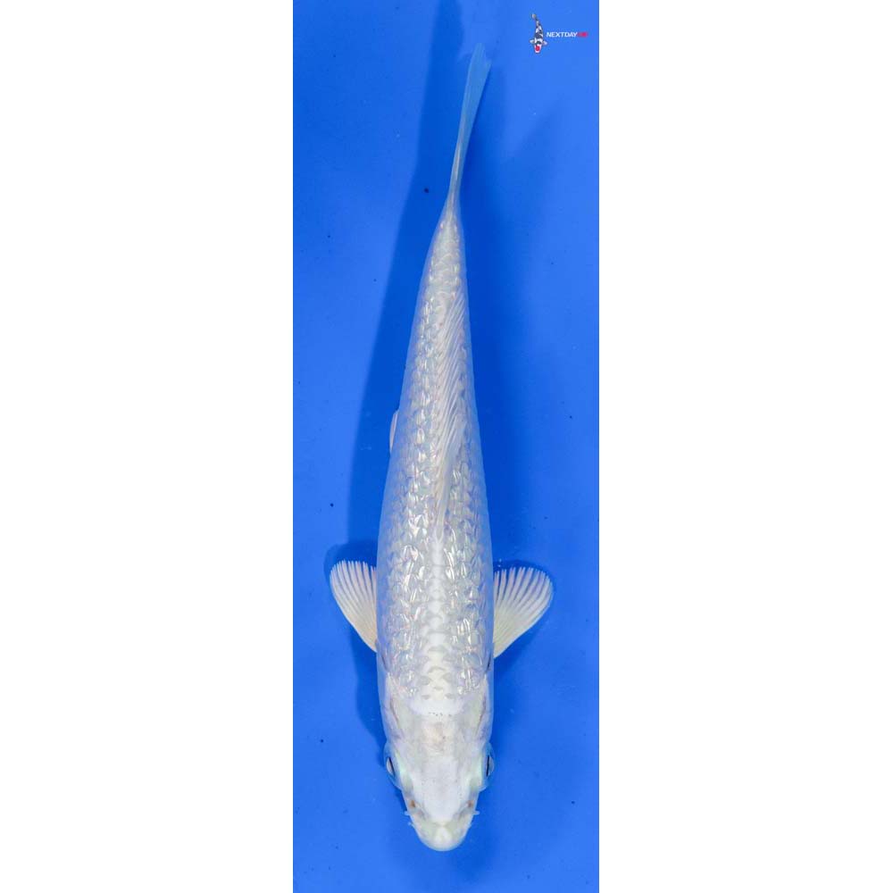 5” Imported Gin Rin Platinum Ogon