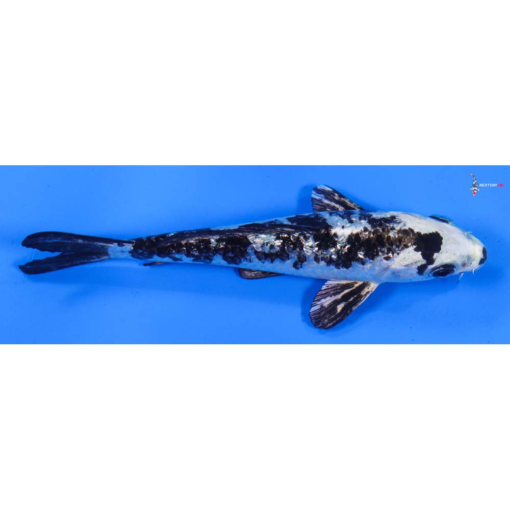 5” Imported Gin Rin Gin Shiro Bekko