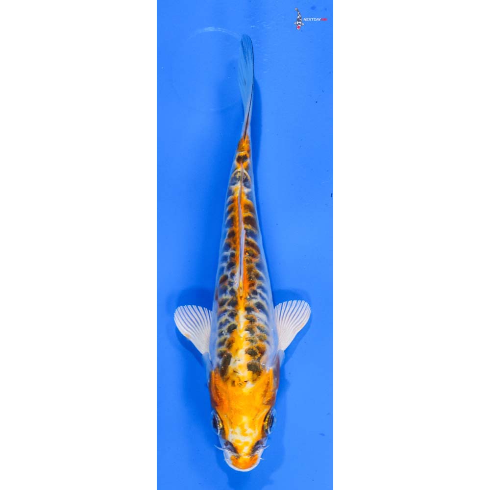 5” Imported Doitsu Kujaku