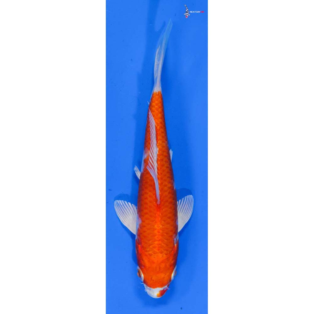 5” Imported Hariwake