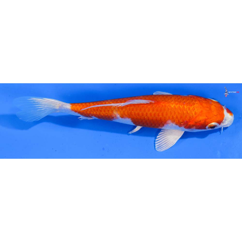 5” Imported Hariwake