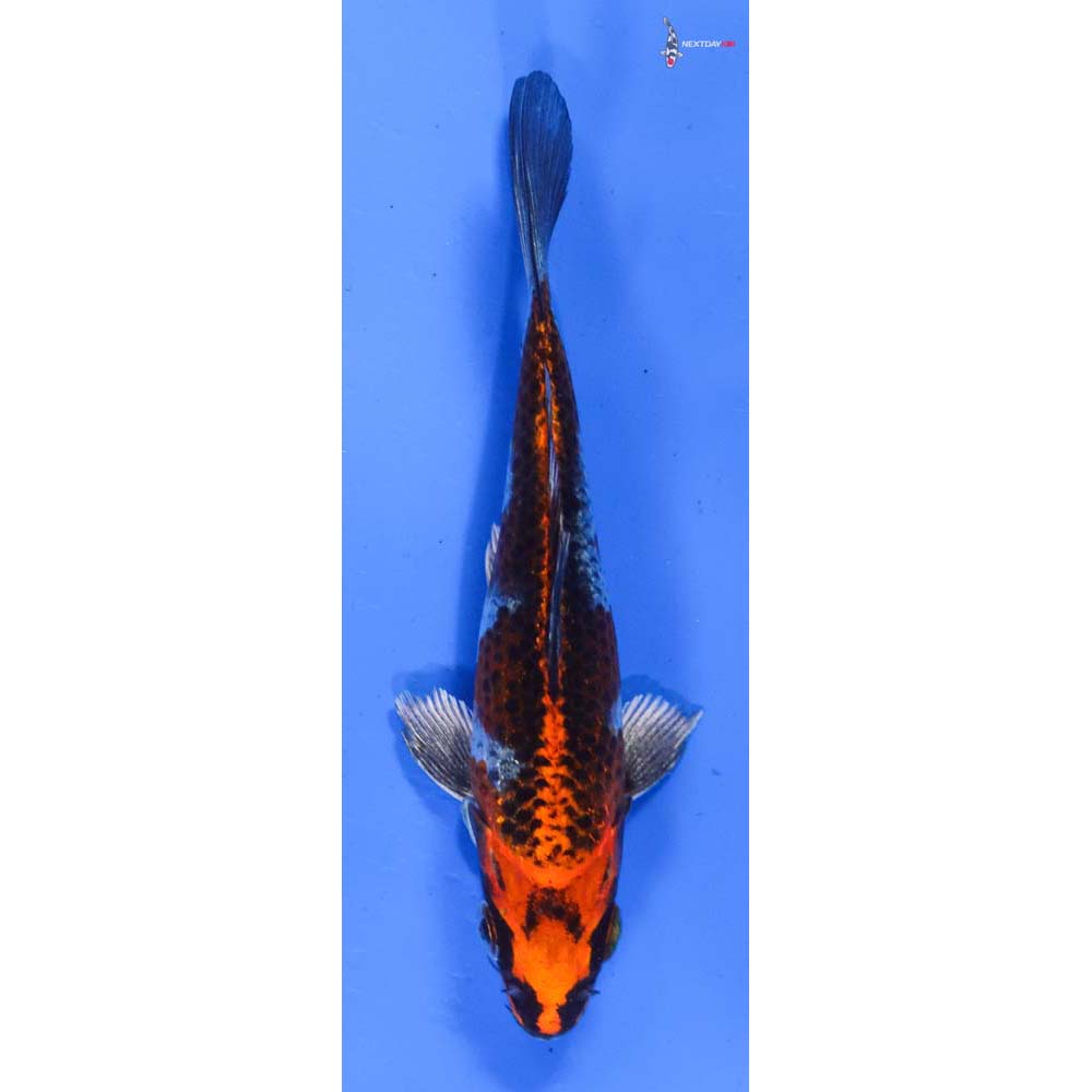 5” Imported Kujaku