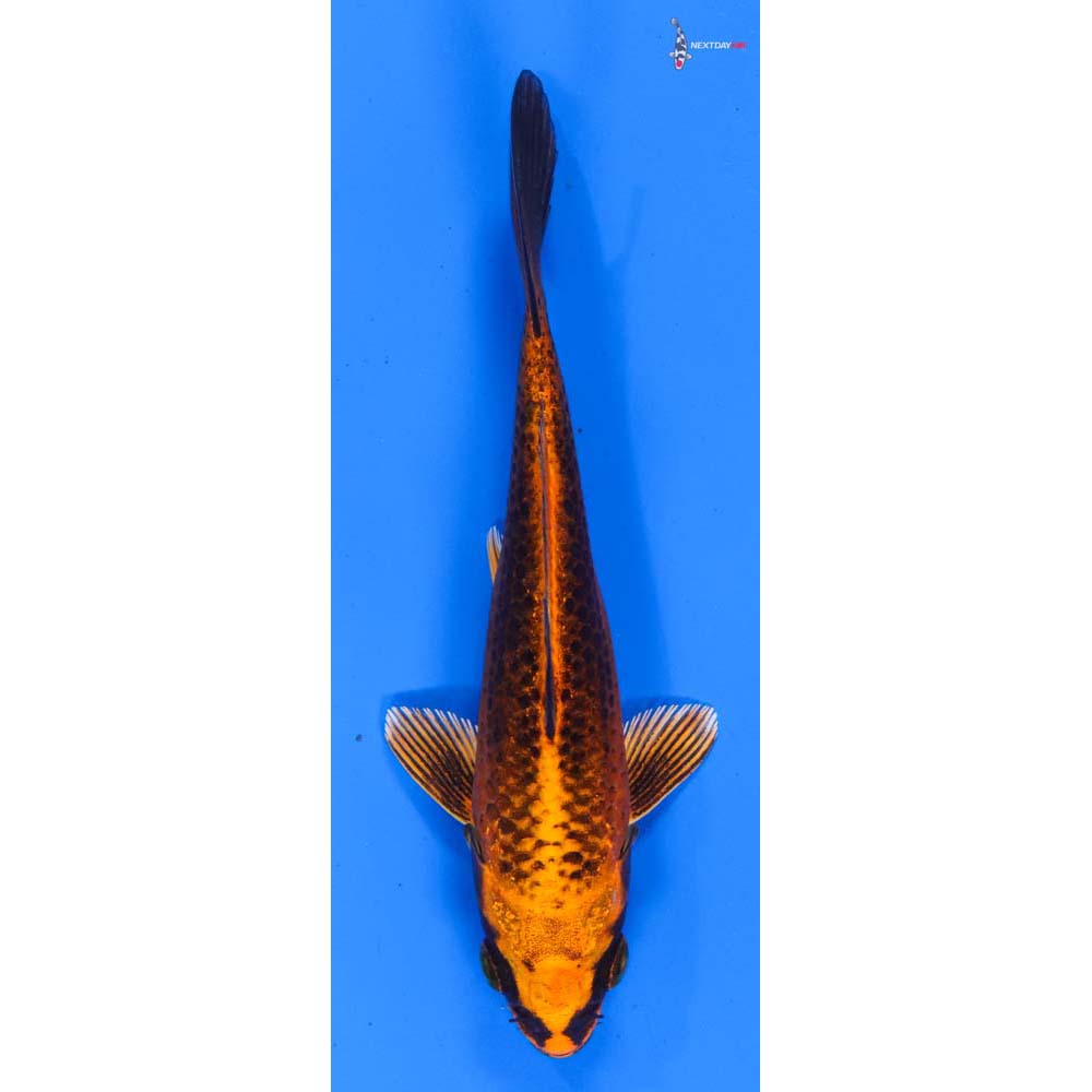 5” Imported Orenji Matsuba