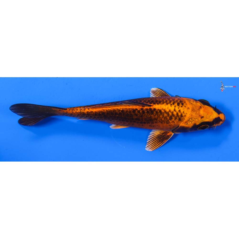 5” Imported Orenji Matsuba