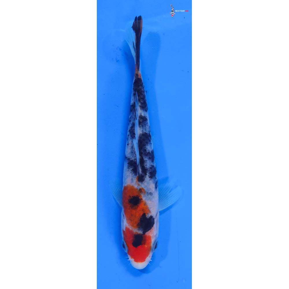 5” Imported Sanke