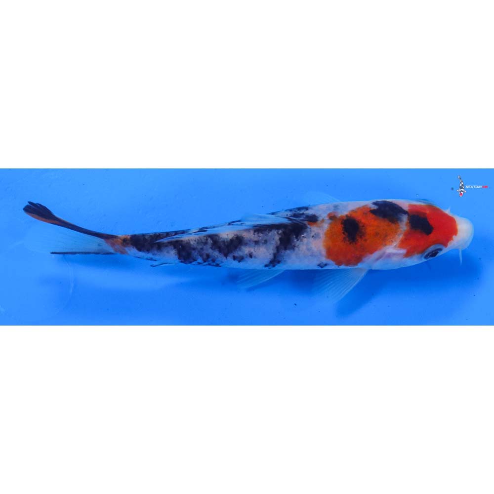 5” Imported Sanke