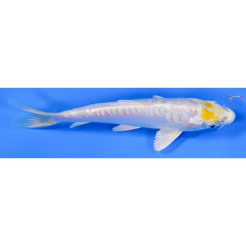 6” Imported Doitsu Lemon Hariwake