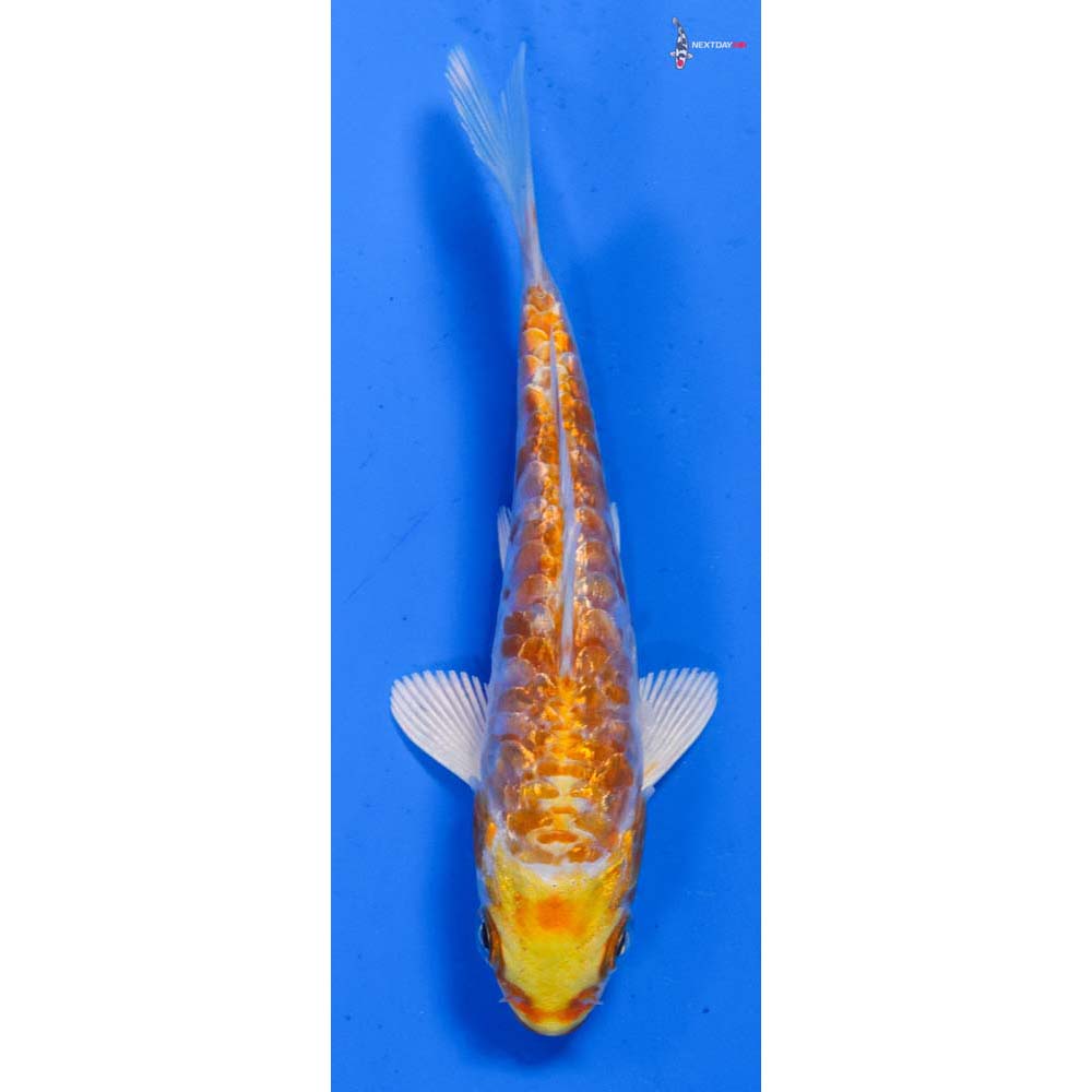 4” Imported Armor Scaled Gin Rin Lemon Hariwake