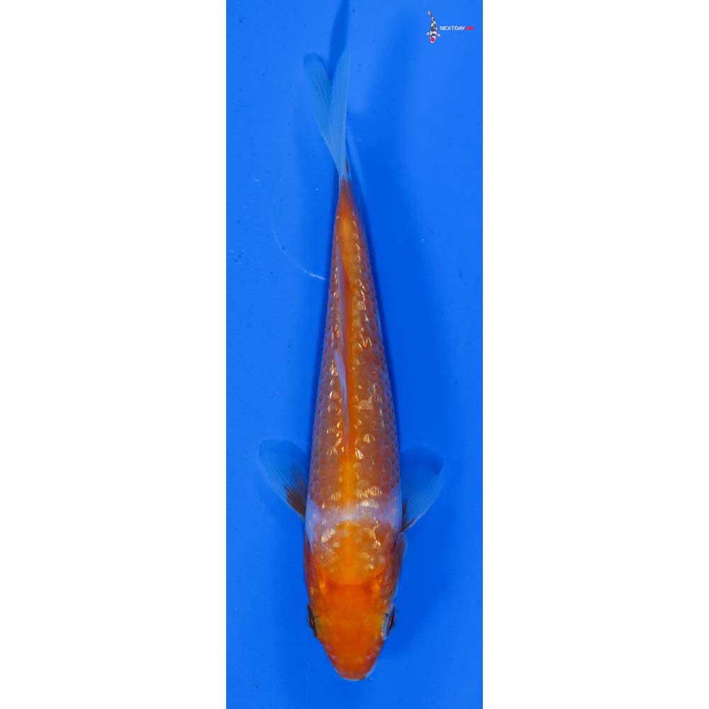 4” Imported Gin Rin Kohaku
