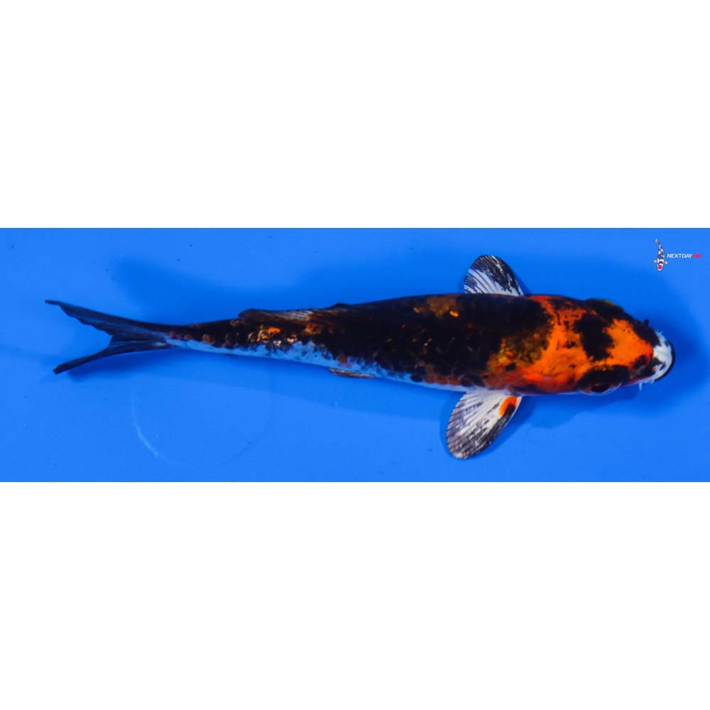 4” Imported Gin Rin Yamato Nishiki