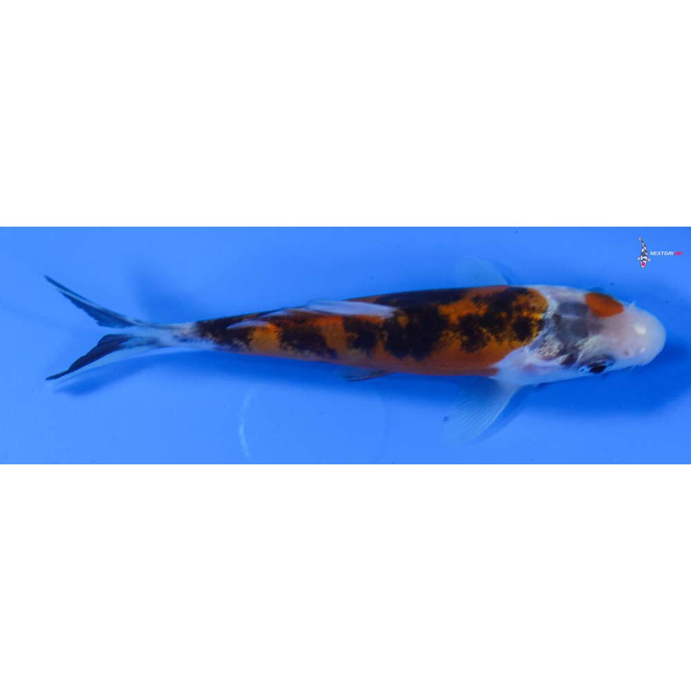 4” Imported Doitsu Sanke