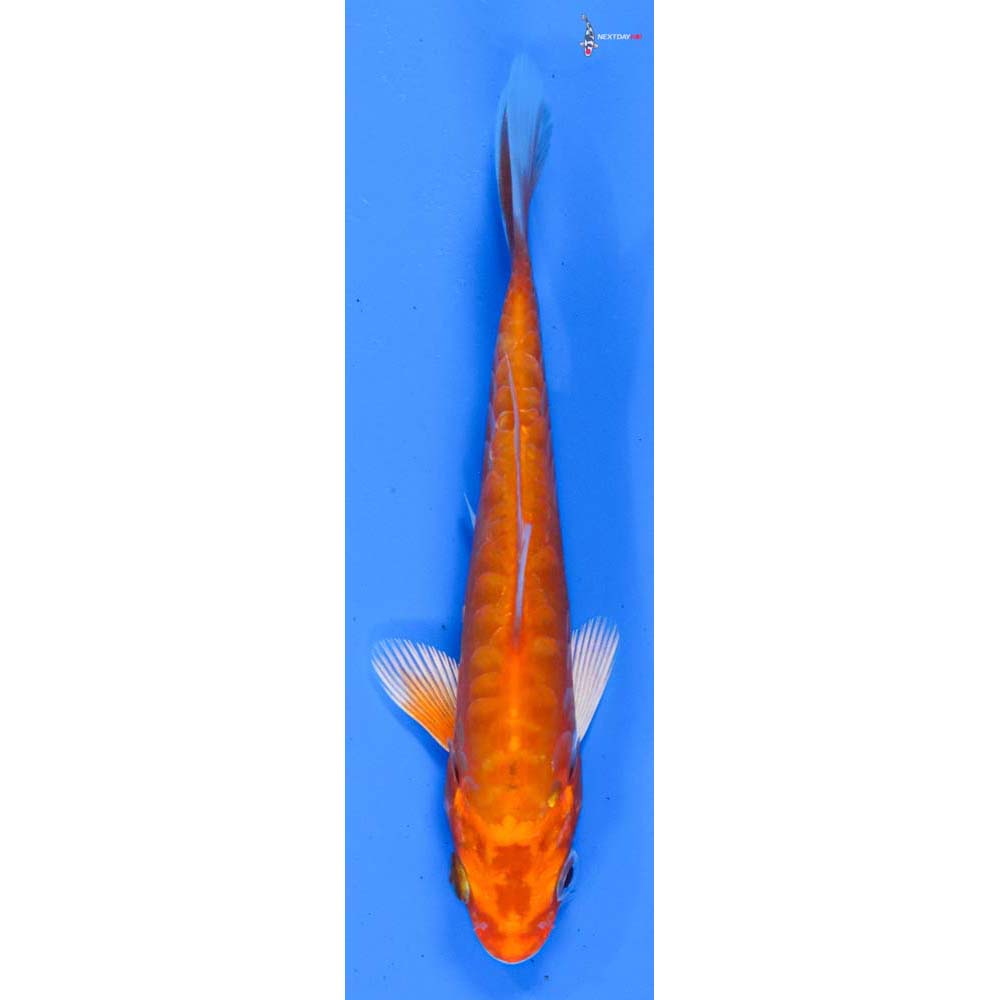 4.5” Imported Doitsu Orenji Ogon