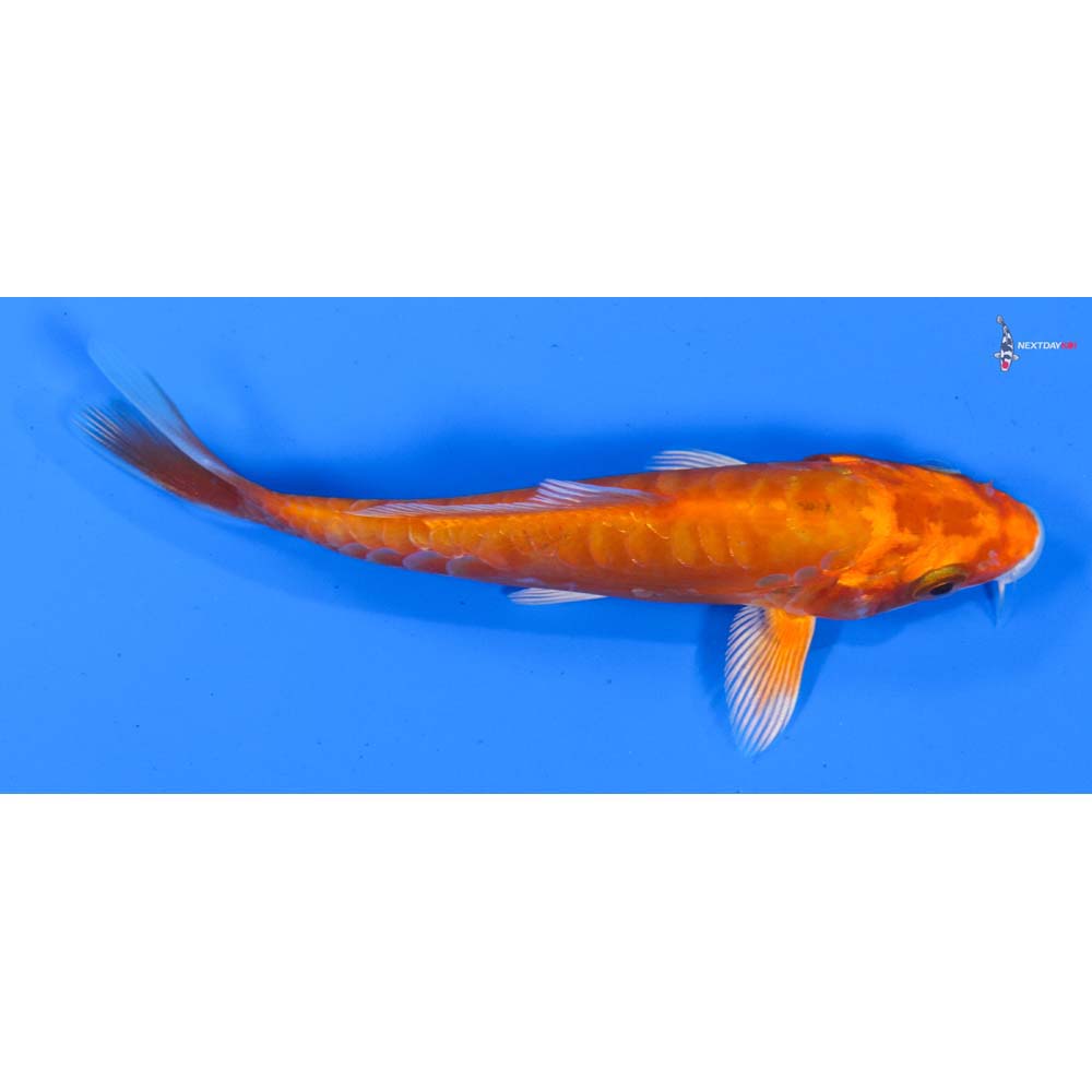 4.5” Imported Doitsu Orenji Ogon