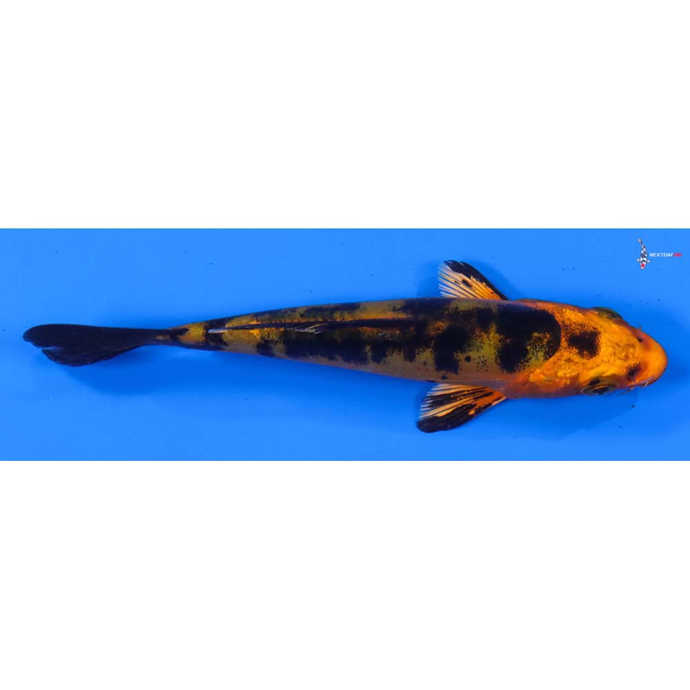 4.5” Imported Doitsu Kin Aka Bekko