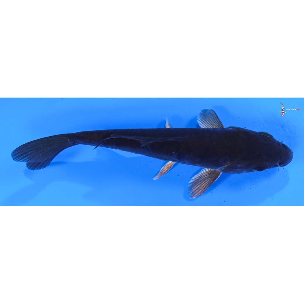 5” Imported Doitsu Hajiro