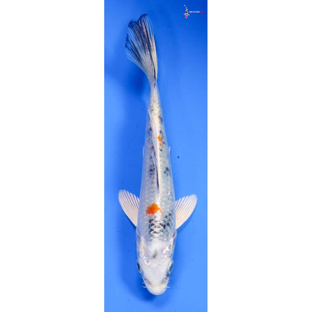 5” Imported Yamato Nishiki