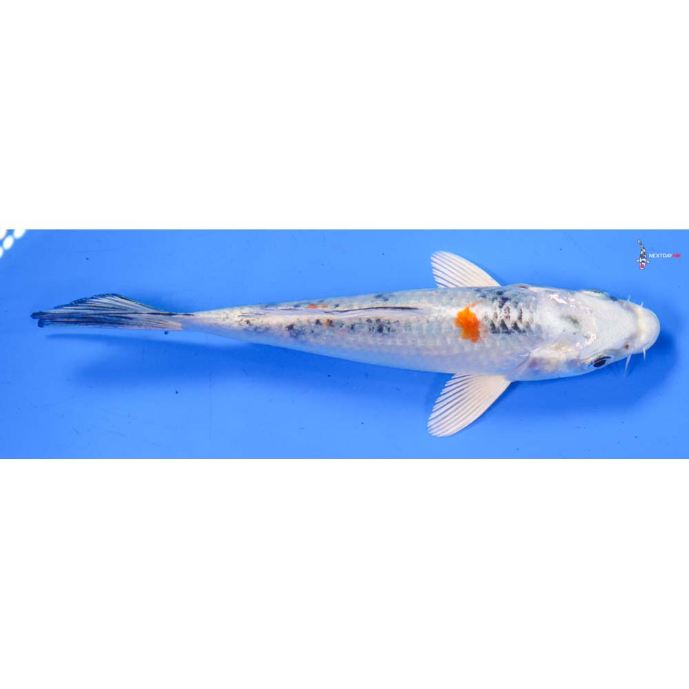 5” Imported Yamato Nishiki