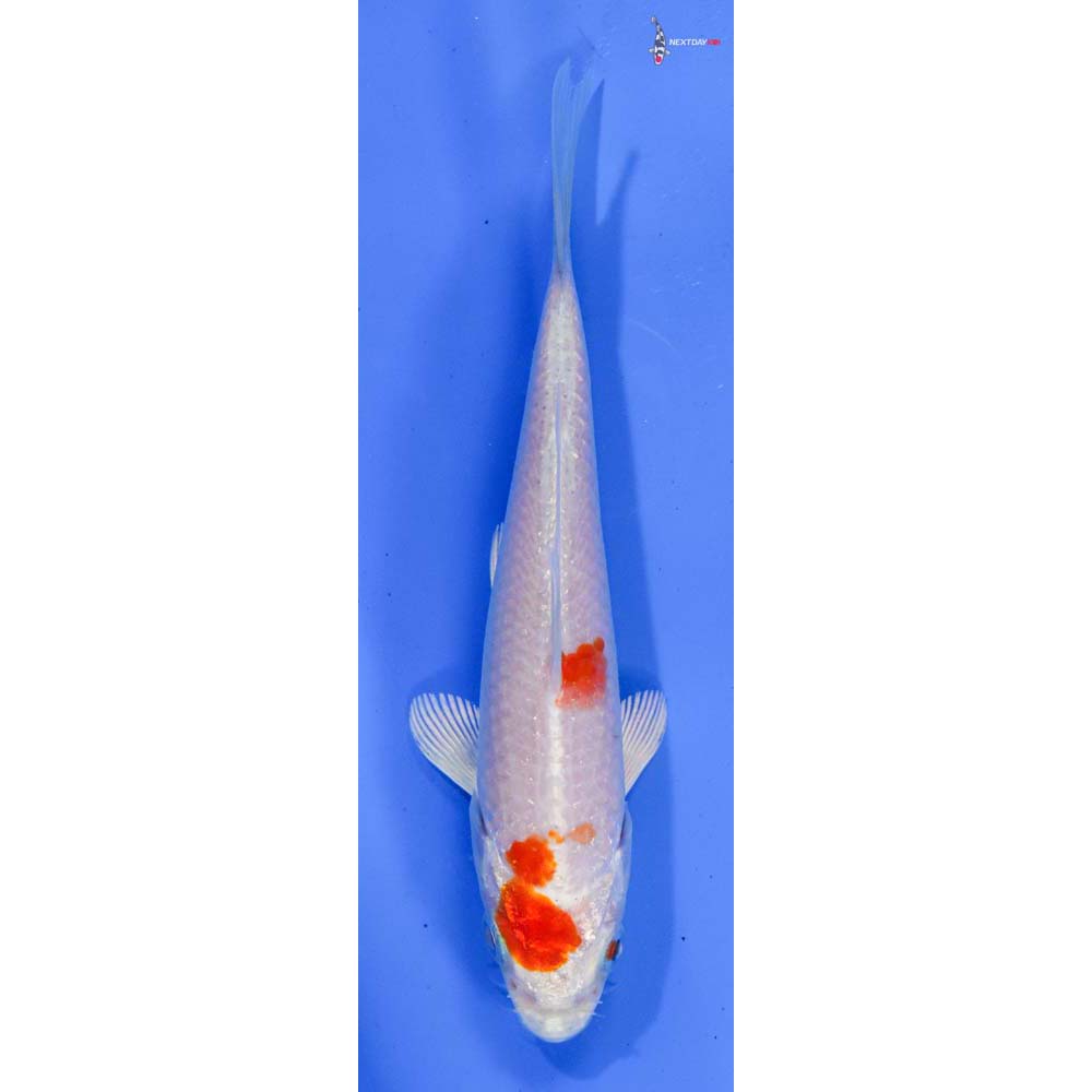 5” Imported Hariwake