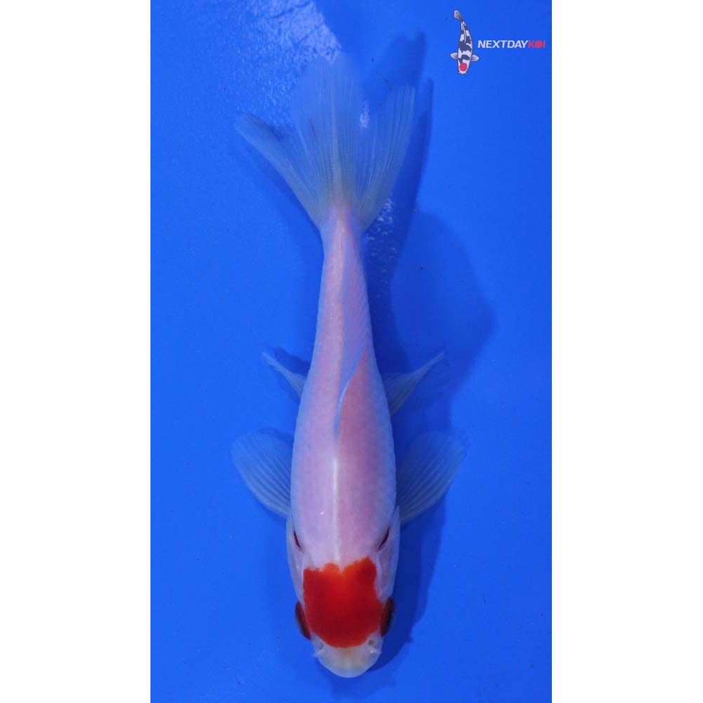 3.5” Imported Red and White Wakin