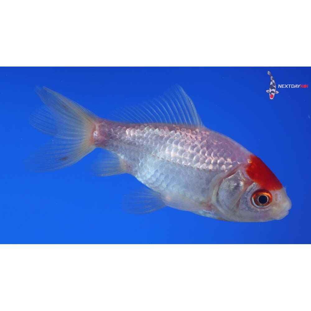 3.5” Imported Red and White Wakin