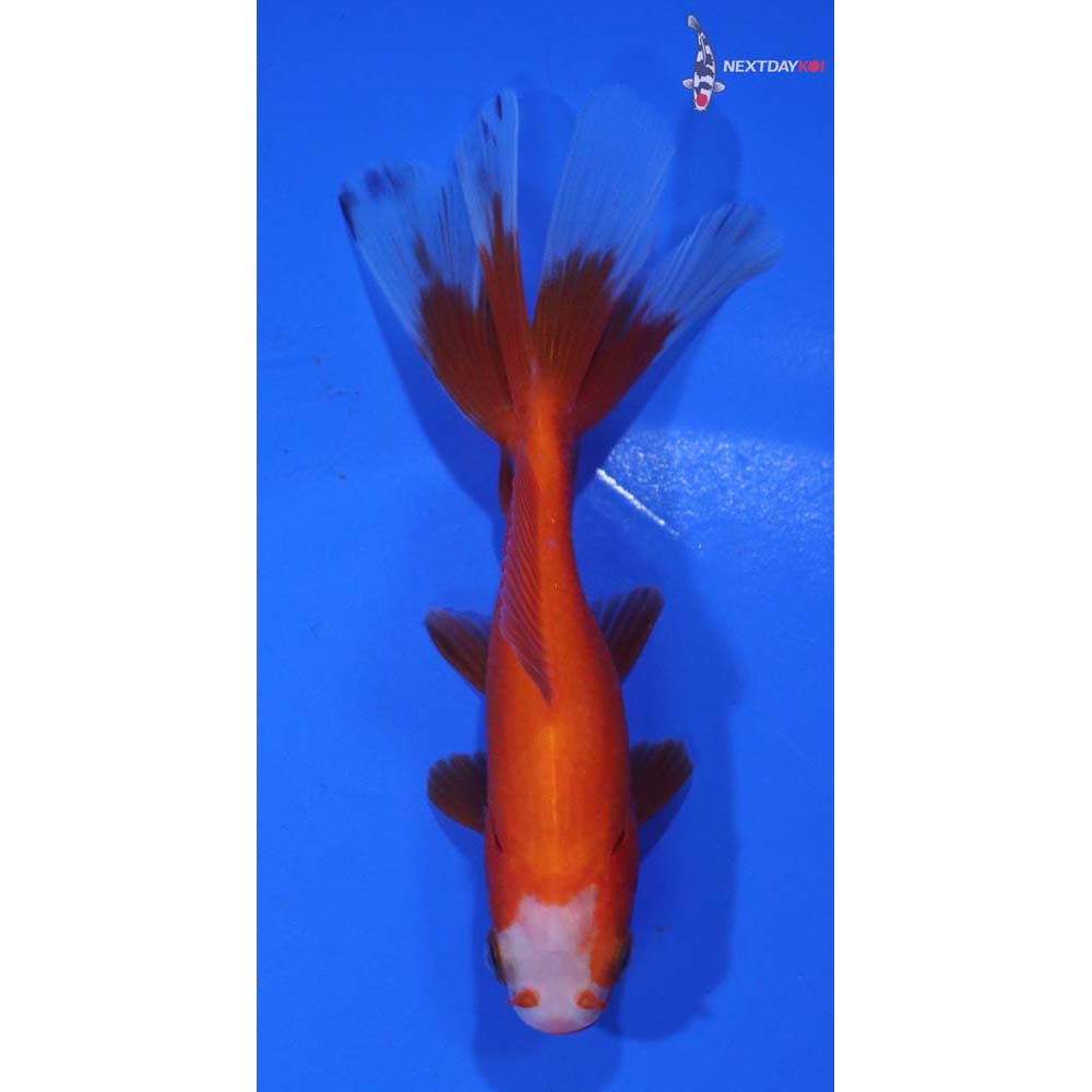 3.5” Imported Red and White Wakin