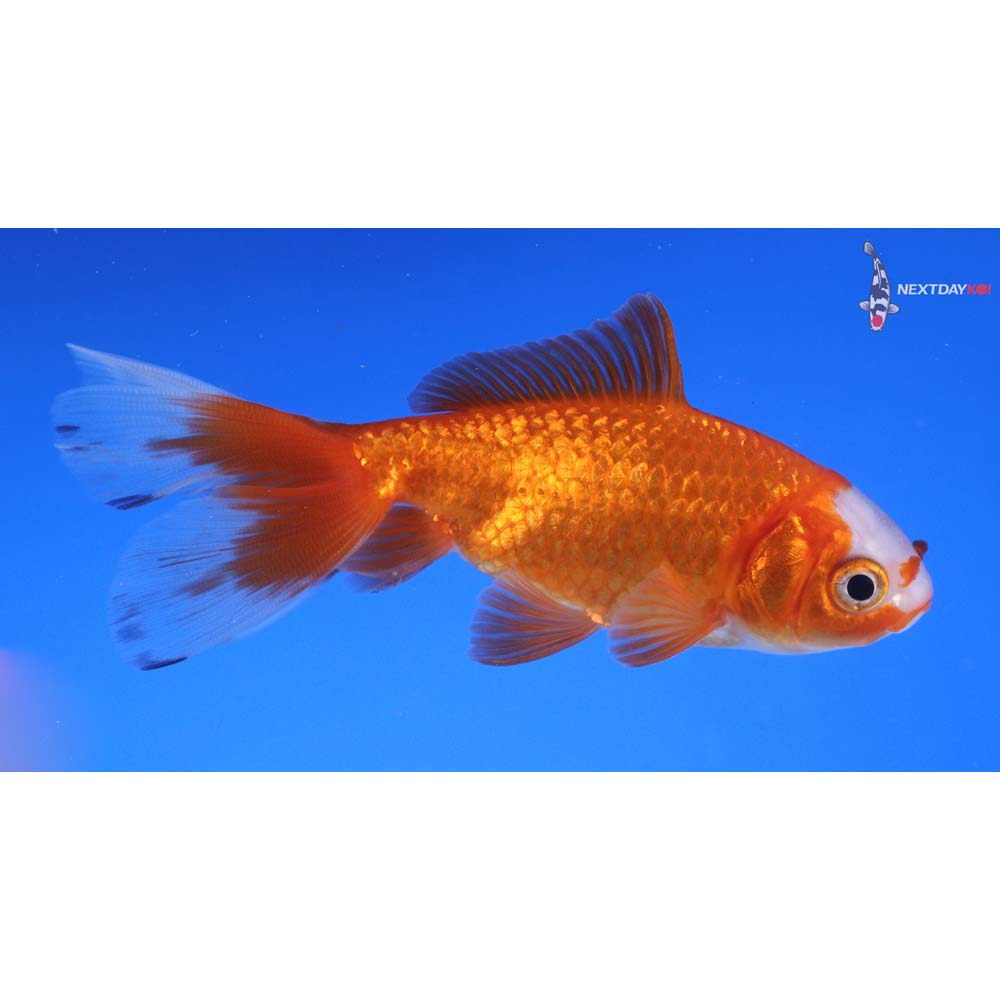 3.5” Imported Red and White Wakin